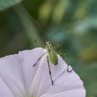 зЕЛЕННЫЙ КУЗНЕЧИК :: Александр Леонов