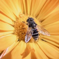 Журчалка :: Владимир Колесников