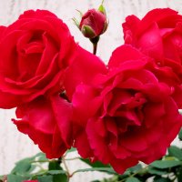 Розы :: Валерий 