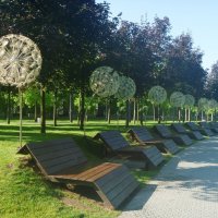 Одуванчики :: Владимир Жуков Одуванчики :: Владимир Жуков