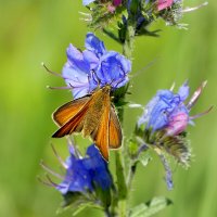 в последний день июня 19 :: Александр Прокудин в последний день июня 19 :: Александр Прокудин