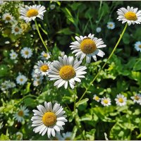 Июль... :: Aquarius - Сергей