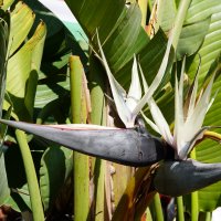 Стрелиция :: Татьяна Тюменка