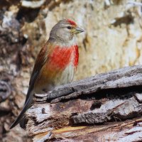 Коноплян! :: Ольга Митрофанова