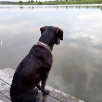 Хантер на пристани. :: Ольга Довженко