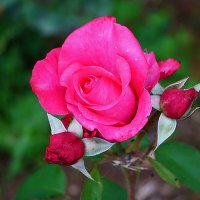 *** :: Светлана 