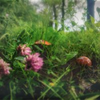 Городские грибы :: AZ east3