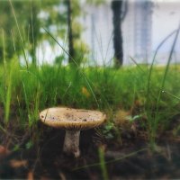 Городские грибы :: AZ east3