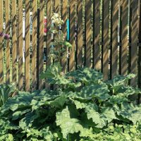 Место  под   солнцем :: Вера ВЕСНА см. Фотогруппа  ВЕСНА Личный Блог