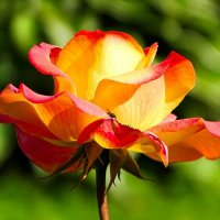 О красоте цветов. :: Милешкин Владимир Алексеевич 