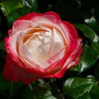 О красоте цветов. :: Милешкин Владимир Алексеевич О красоте цветов. :: Милешкин Владимир Алексеевич