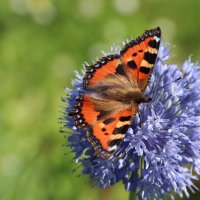Крапивница :: Любовь Сахарова