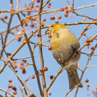 Щур. :: Виктор Иванович Чернюк