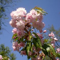 Сакура :: Роман Савоцкий