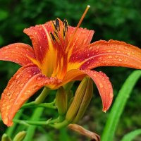 Лилия под дождём :: Валентина Богатко 