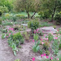 Цветы. :: Владимир Драгунский