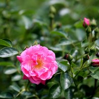 На отъезд распустились. :: Александр Кондаков