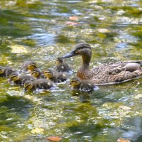 Из жизни уток ... :: Константин Анисимов Из жизни уток ... :: Константин Анисимов