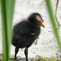 Птенец камышницы :: Лина 