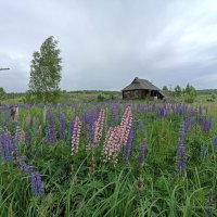 Заброшенная деревенька :: Pippa 