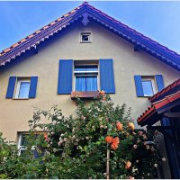 Розы в палисаднике. :: Валерия Комова