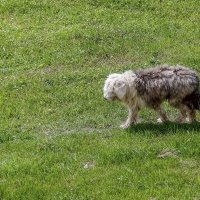 Жарко в такой шубе :: Валерий Иванович