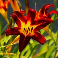 Доброе утро :: Юрий. Шмаков Доброе утро :: Юрий. Шмаков