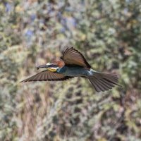 щурки :: юрий макаров щурки :: юрий макаров