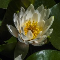 Белоснежная Лилия :: Валентин Семчишин