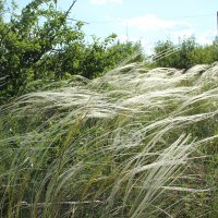 Ковыль. :: Виктор 