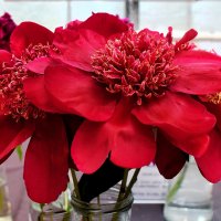 Пион - цветок июня. :: Татьяна Помогалова Пион - цветок июня. :: Татьяна Помогалова