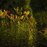 Вечерний свет от солнца. :: Петр Беляков