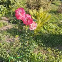 Ak Bulak.  Talgar. :: Murat Bukaev 