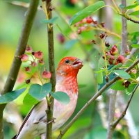 лакомство в ягодном лесу :: Andrey Bragin 