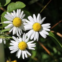 Мои любимые ромашечки :: Светлана 