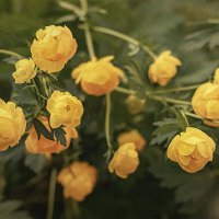 * :: Svetlana Galvez