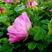 Шиповник - дикая роза. :: VasiLina * Шиповник - дикая роза. :: VasiLina *