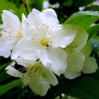 После дождя. :: VasiLina * После дождя. :: VasiLina *