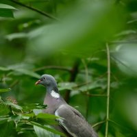 Вяхирь :: Павел Шинкарёв