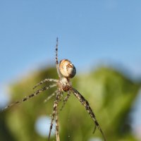 Поединок :: Сергей 