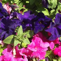Петунии :: Freddy 97