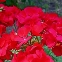 Серия "Городские цветы". Герань. :: Лилия *