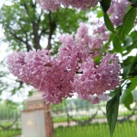 Сирень :: Сапсан 