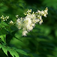 *** :: Леонид leo