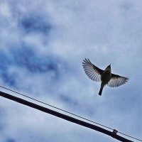 Улетает... улетает... Что за птичка... Кто-то знает... :: veilins veilins