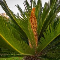Цикас (саговник). :: Борис Калитенко