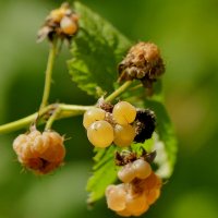 Из снятого сегодня 2 :: Александр Прокудин