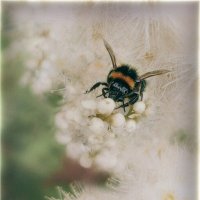 Анфас и афедрон..) :: AZ east3