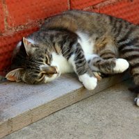 Тихий час... :: Нэля Лысенко