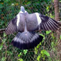 Вяхир 1 :: Юрий Бутусов